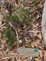 Hakea bakeriana
