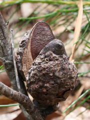 Hakea bakeriana