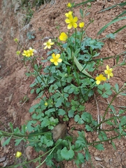 Ranunculus ternatus