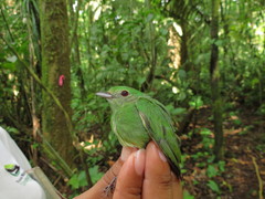 Lepidothrix coronata