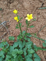 Ranunculus ternatus