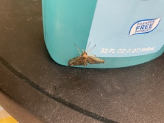 Blepharomastix ranalis