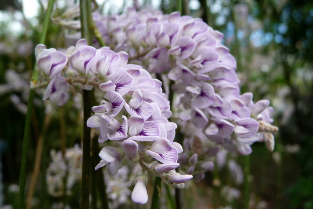 Weeping Broom