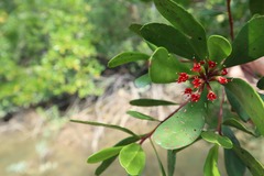 Lumnitzera littorea