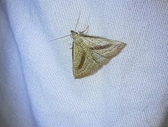 Macrochilo hypocritalis