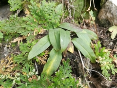 Mesadenus polyanthus