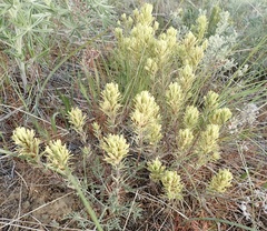 Castilleja thompsonii
