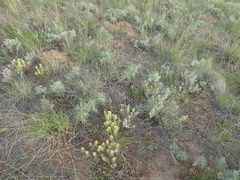 Castilleja thompsonii