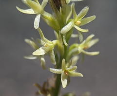 Platanthera leptopetala