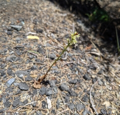 Platanthera leptopetala