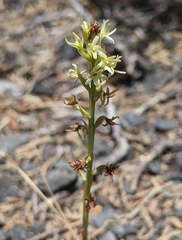 Platanthera leptopetala