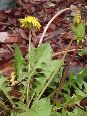 Taraxacum officinale