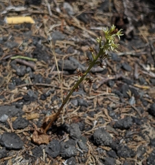 Platanthera leptopetala