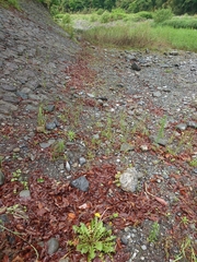 Taraxacum officinale