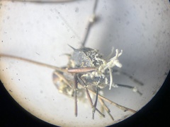 Niveomyces coronatus