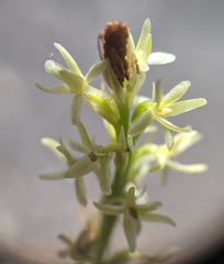 Platanthera leptopetala