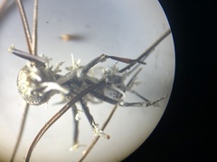 Niveomyces coronatus