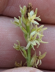 Platanthera leptopetala