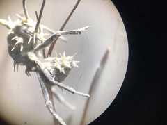 Niveomyces coronatus