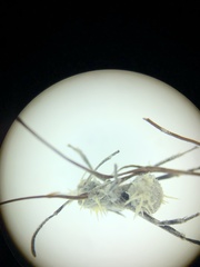 Niveomyces coronatus