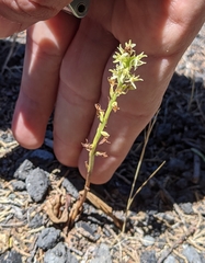 Platanthera leptopetala