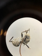 Niveomyces coronatus