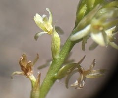Platanthera leptopetala