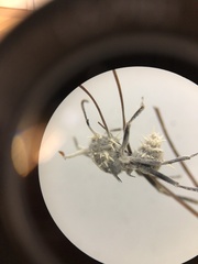 Niveomyces coronatus