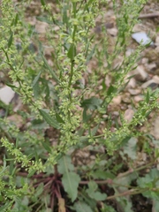 Rumex dentatus