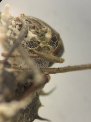 Niveomyces coronatus