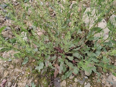 Rumex dentatus