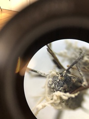 Niveomyces coronatus