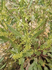Rumex dentatus