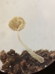 Mycena piringa