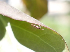 Leptoypha mutica