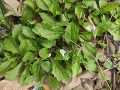 Mazus miquelii