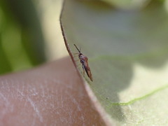 Leptoypha mutica