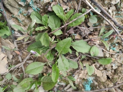 Mazus miquelii
