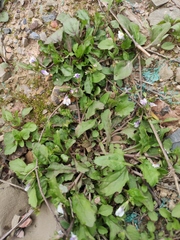 Mazus miquelii