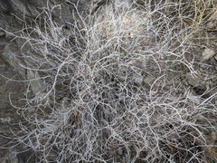 Eriogonum wrightii nodosum