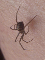 Steatoda grossa