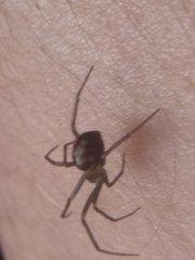 Steatoda grossa