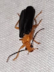Podabrus fayi