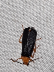 Podabrus fayi