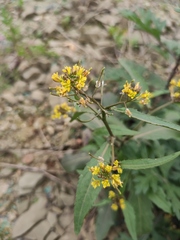 Rorippa indica