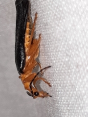 Podabrus fayi