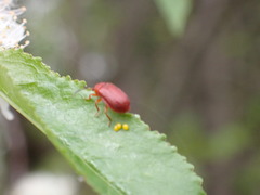 Tricholochmaea cavicollis