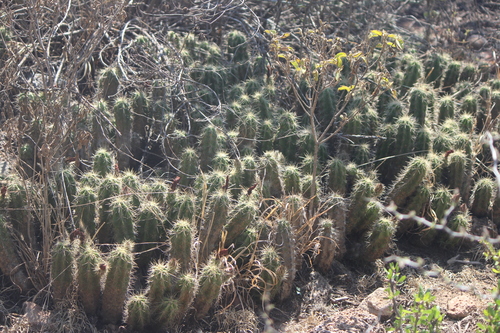 Echinocereus cinerascens