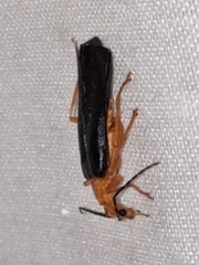 Podabrus fayi