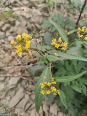 Rorippa indica